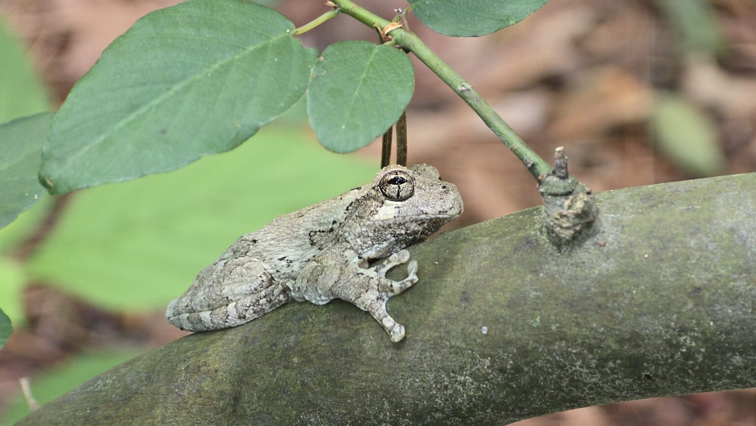 A Cope’s gray treefrog resting along a branch, its mottled skin matching the bark.