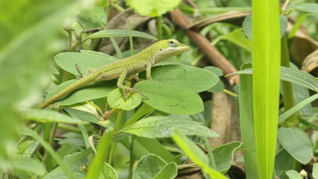 A bright green Green Anole resting on broad leaves among grass blades, its long tail curving behind it. Photo by Micha Petty.