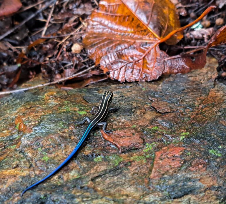 A young Five-lined Skink on a wet rock among fallen leaves, black with pale stripes and a bright blue tail. Photo by Adrian Bara-Popa.
