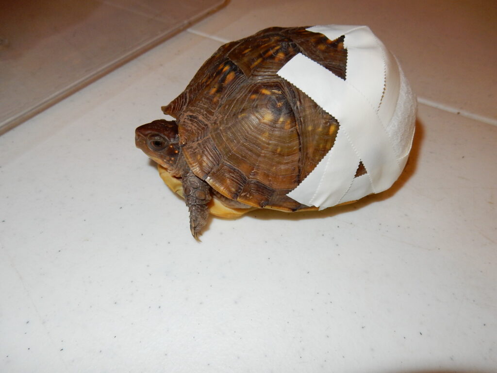 A box turtle in rescue care, with tape over an injured part of its shell while it heals.