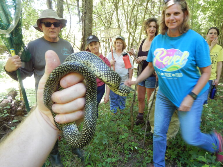 A speckled kingsnake shown to a group on a guided field walk. Photo by Micha Petty.