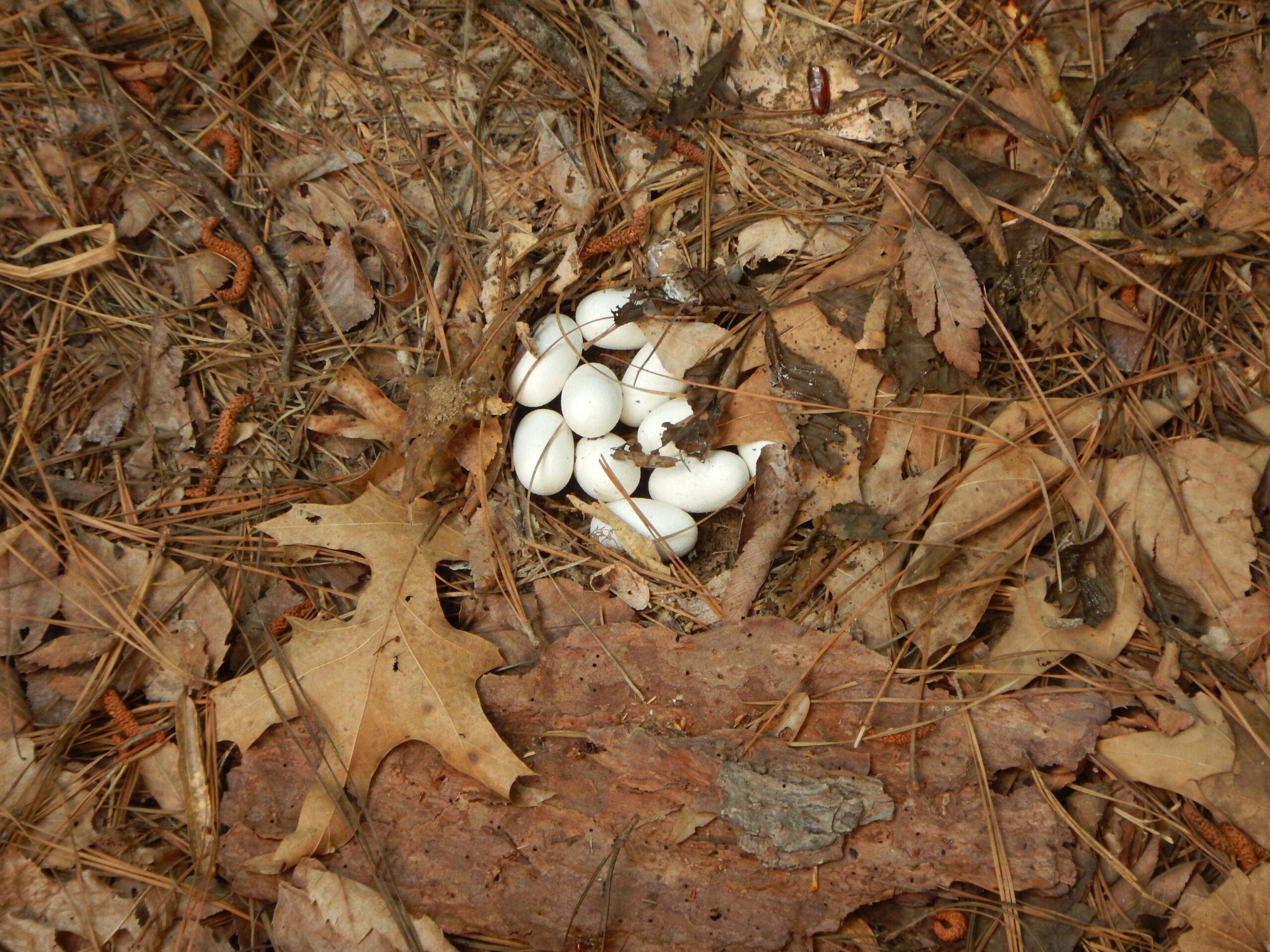 North American Racer egg clutch. Photo by Micha Petty