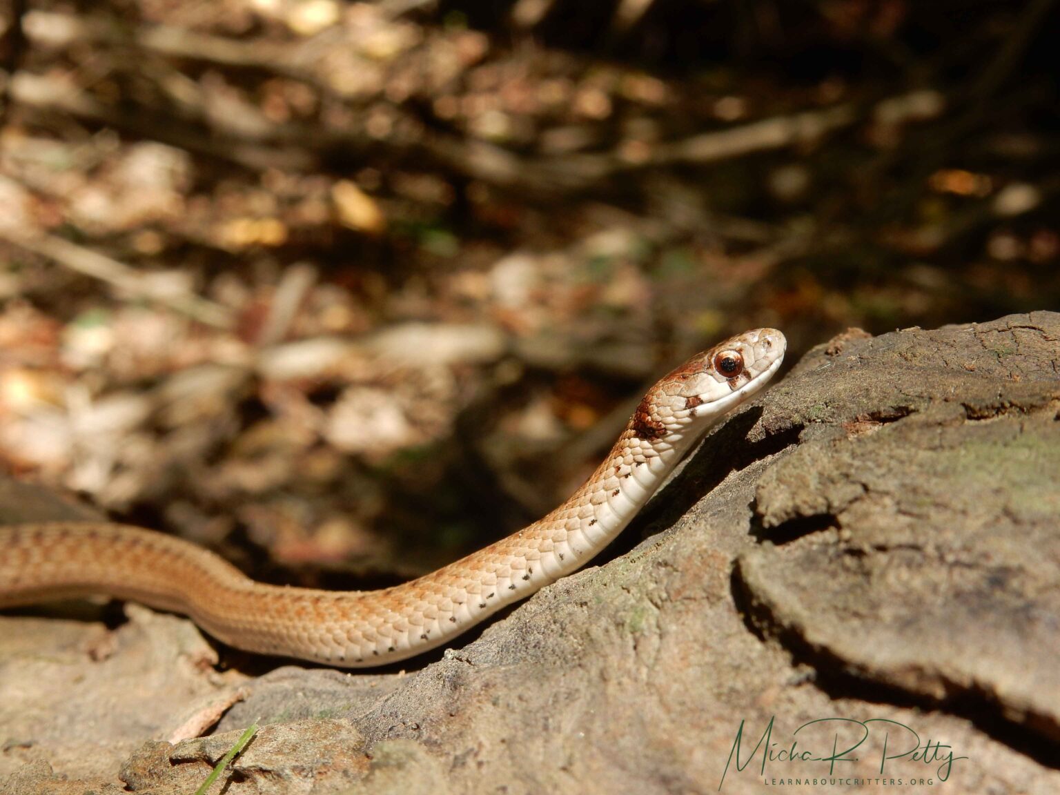 A brownsnake stretched along a fallen log in dappled light, leaf litter behind it.