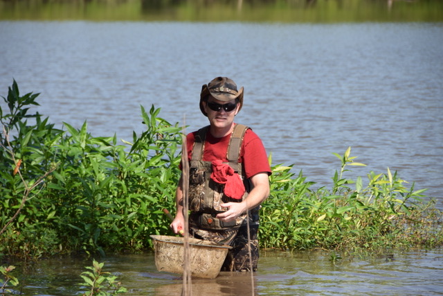 A field biologist in chest waders and a camouflage hat stands knee-deep at a lake's weedy edge, holding a dip net.