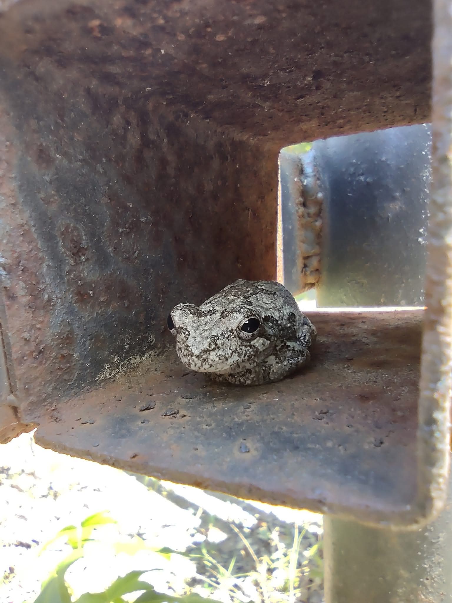 A gray treefrog resting inside a rusted steel beam, sheltering in the space it found.