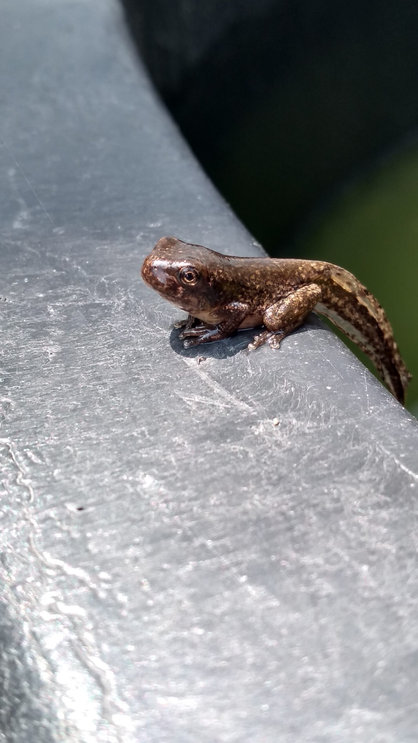 A young Cope's Gray Treefrog near the end of metamorphosis, with four legs and its tadpole tail still attached. Photo by Micha Petty