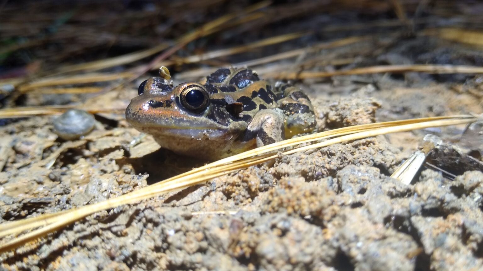 A pickerel frog sitting on sandy ground among pine needles, photographed at eye level.