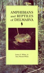 Cover of Amphibians and Reptiles of Delmarva