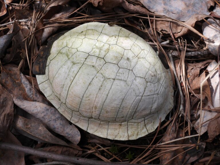 A bleached Eastern Box Turtle shell lying in pine needles and dry leaves, its scutes gone and the grooves where they sat still visible on the bone.