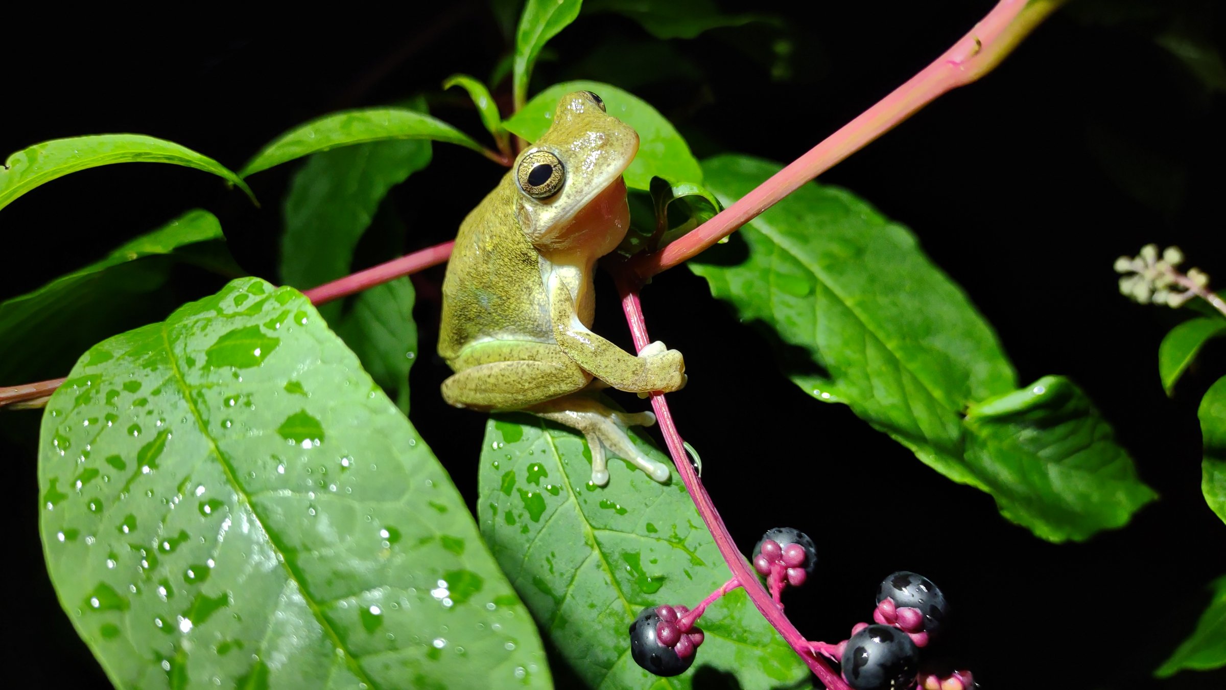 A Cope’s gray treefrog gripping the pink stem of an American beautyberry at night, its leaves beaded with rain.