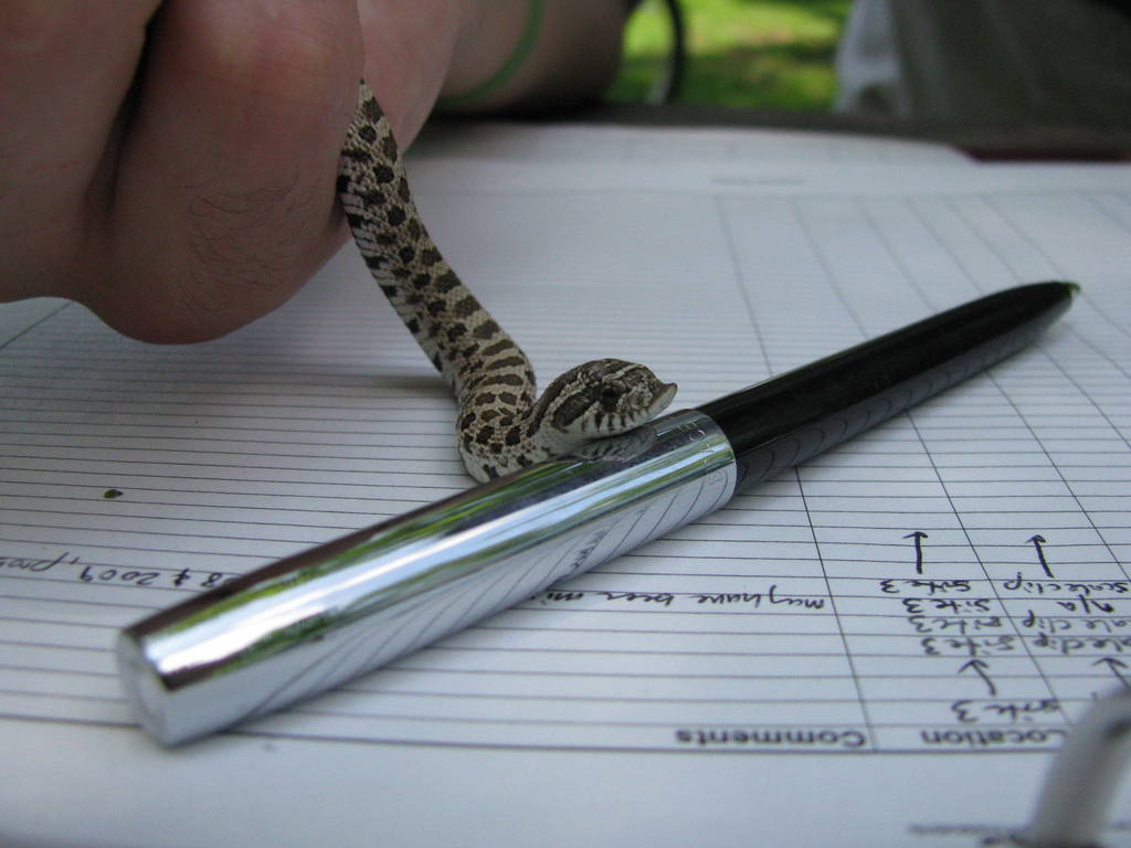 A young hognose snake held over a field datasheet, resting its head on a pen. Photo by Sandy Durso.