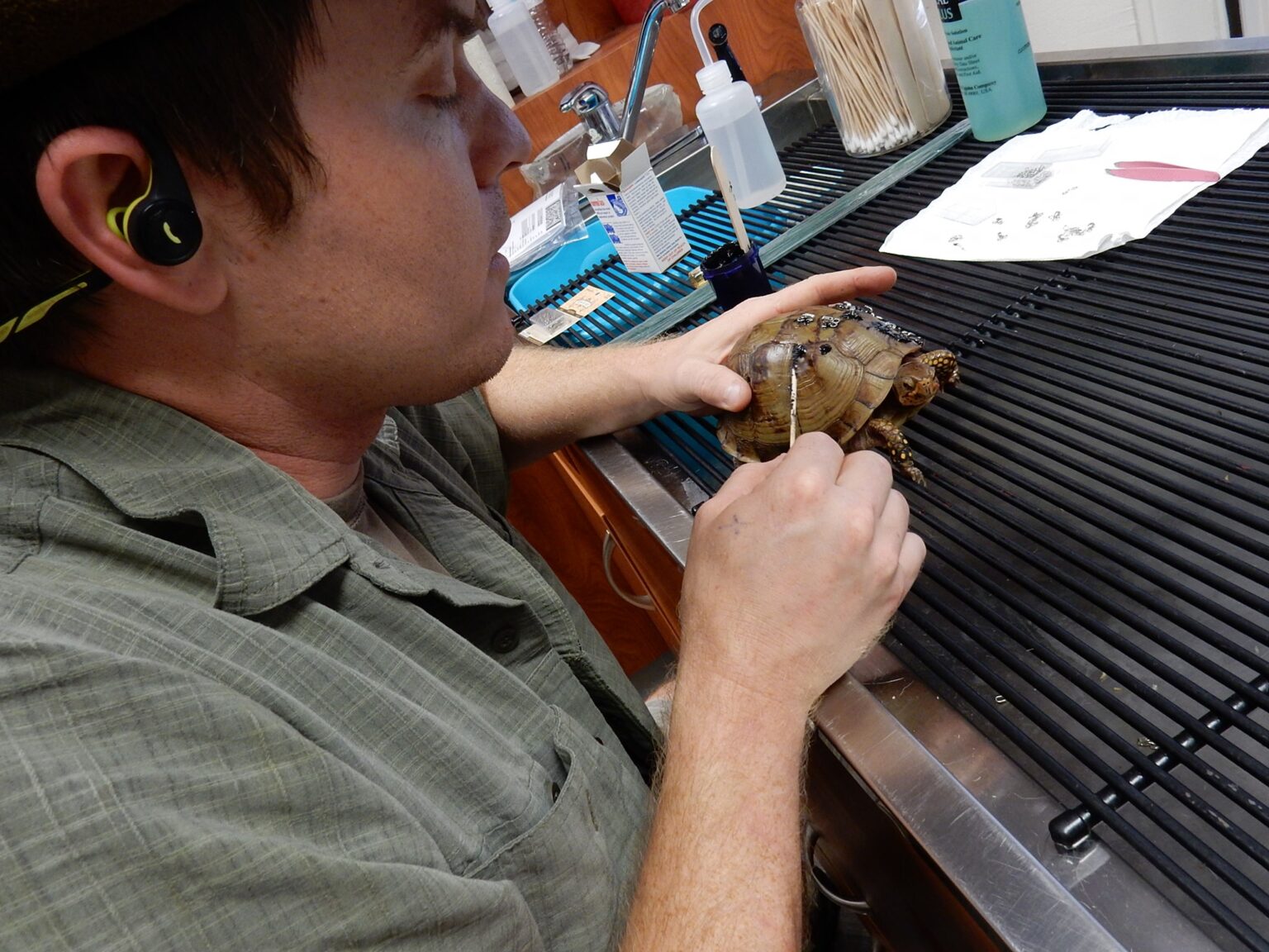Micha Petty treating an injured box turtle at a clinic counter, steadying its shell while applying medication.