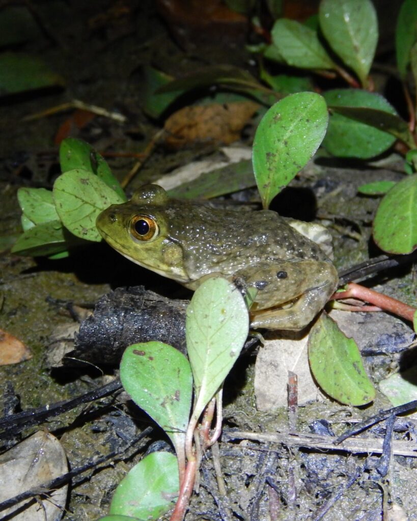 An American Bullfrog sitting among low green leaves on damp ground at night, its golden eye catching the light. Photo by Micha Petty.