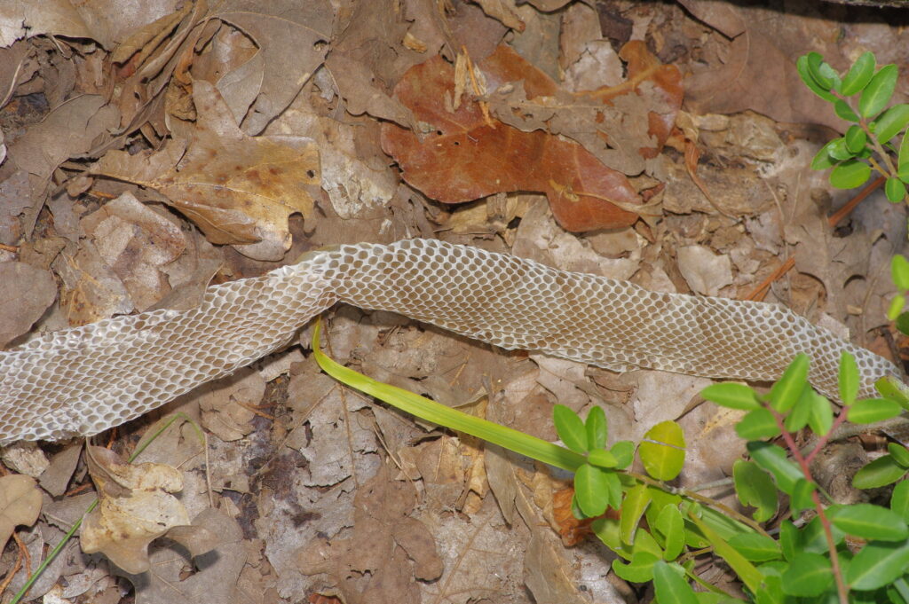 A pale snake shed stretched across brown oak-leaf litter beside a green sprig, its rows of back scales clearly visible. Photo by Michelle W.
