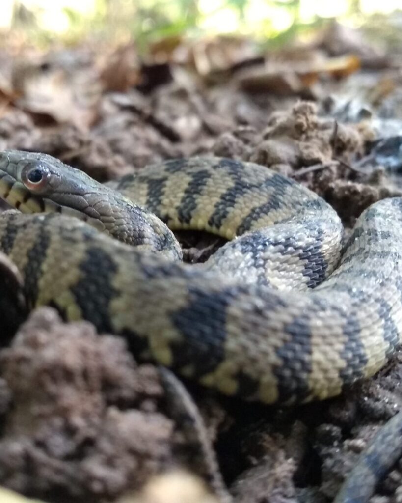 A Diamond-backed Watersnake coiled on bare mud, its head raised and its chain-link pattern of dark bands clearly visible. Photo by Micha Petty.