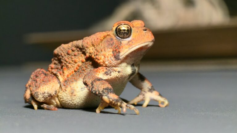 A Fowler's Toad seen from the side, its warty orange-brown back, pale belly and golden eye lit against a gray background. Photo by Micha Petty.
