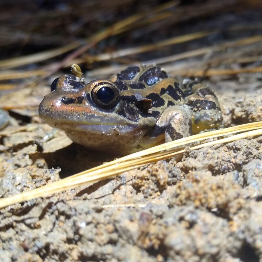 A Pickerel Frog resting on sandy ground among fallen pine needles, the two rows of dark squarish blotches on its back in sharp focus. Photo by Micha Petty.