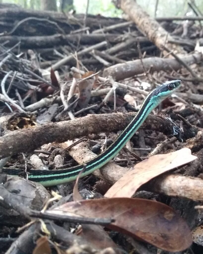 A slender Western Ribbonsnake with a bright turquoise stripe down its back, gliding over a tangle of fallen twigs and leaves. Photo by Micha Petty.