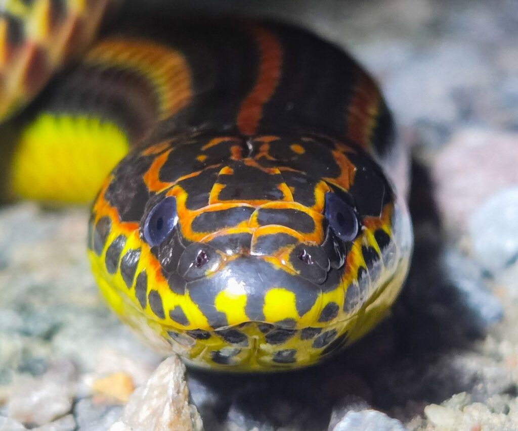 A Rainbow Snake seen head-on, its glossy black head marked with orange and yellow and its striped body coiled behind it. Photo by Adrian Bara-Popa.