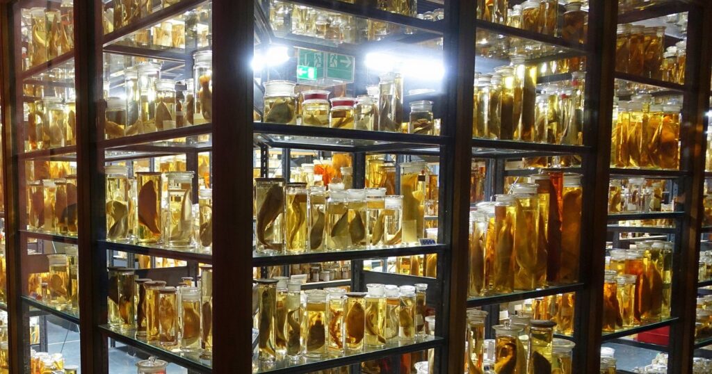 Tall glass shelves filled with preserved specimens in jars of amber fluid, lit from within, in a museum research collection.