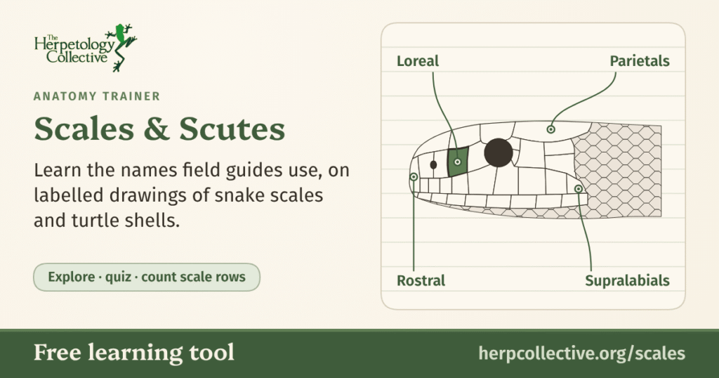 Scales & Scutes, a free anatomy trainer from The Herpetology Collective: a line drawing of a snake’s head from the side with the loreal scale shaded green, and the loreal, parietals, rostral and supralabials labelled.